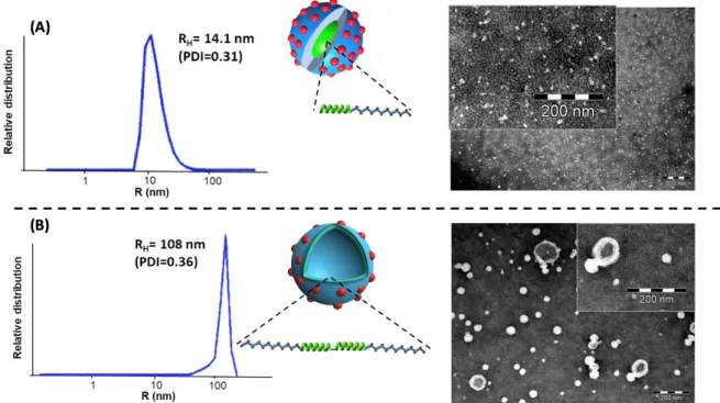 Figure 4. The spherical morphologies obtained upon direct hydration of the diblock and the triblock  nucleobase-containing copolymers