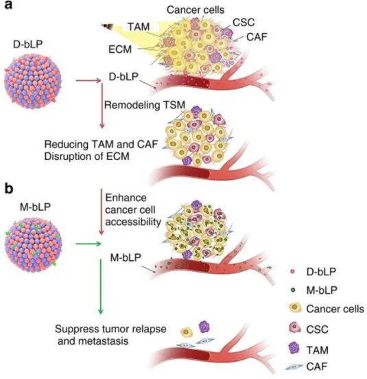 Figure 4:  Schematic  illustration  of  D-bLP-mediated  photothermal  remodelling  of  tumour  stroma  to 2 