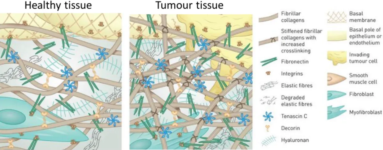Figure 1: Changes observed within the extracellular matrix in the tumour tissue. In healthy tissue ECM 20 
