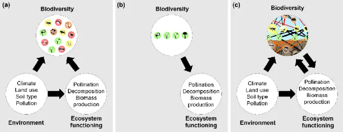 Figure  1  |  The  evolution  of  biodiversity  research.  Main  foci  of  biodiversity–ecosystem  functioning 273 
