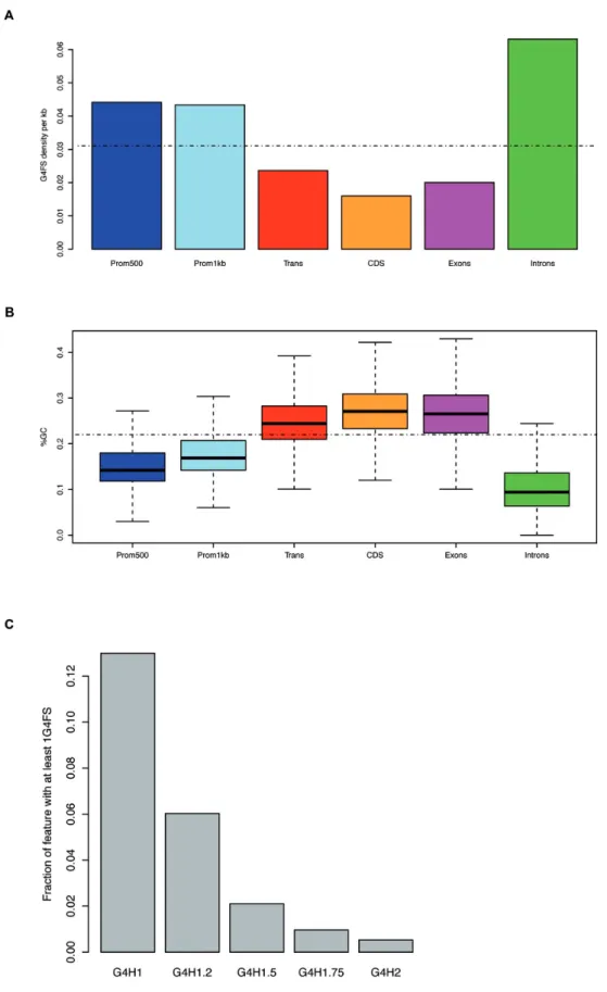 Figure 1. (A) The density of G4 motifs (G4FS) was calculated by dividing the number of G4FS found with G4Hunter (threshold = 1.5) overlapping the given genomic feature by the total length of the feature in kilobase