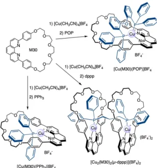 Figure 5. (A) X-ray crystal structure of [Cu(M30)(POP)]BF 4 . The counteranion  is  omitted  for  clarity  (Cu:  dark  orange,  P:  orange,  H:  white,  N:  blue,  C:  pale  blue for the PP ligand and gray for macrocyclic NN ligand)