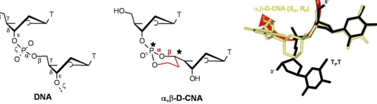 Figure 1. Structural constraints in (S C59 , R P ) a,b-D-CNA TT. Left: the six backbone torsion angles (labelled a to f) of nucleic acids