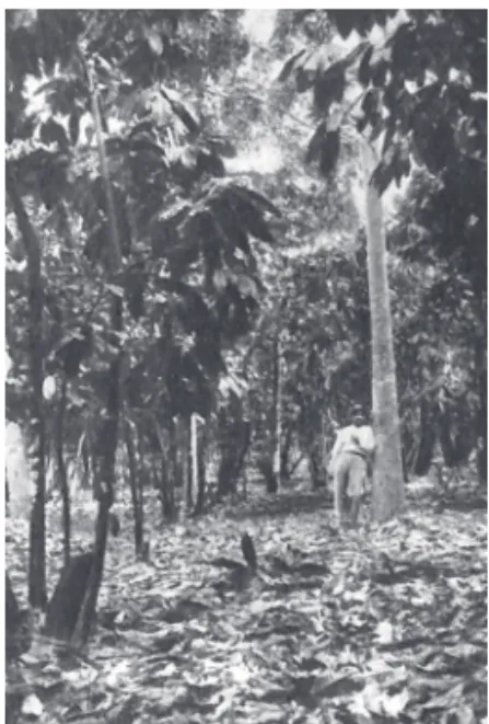 Figure 5. Paul Le Cointe dans sa plantation mixte du « Cocal » en 1914