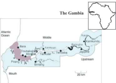 Fig. 1. Stratification of the Gambia estuary into three geographical strata (mouth: grey, middle: white and uspstream: black) based on the spatial and temporal variations in salinity