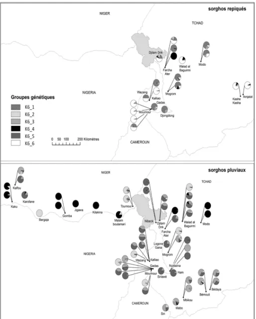 Figure 1 - Structure génétique du sorgho dans le bassin du lac Tchad (Niger,  Cameroun, Tchad) - liens entre sorgho pluvial et sorgho repiqué