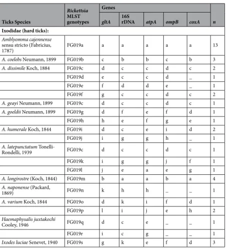 Table 2.  Sequence profiles of the five genes in the 19 Rickettsia genotypes (FG019a–FG019s) identified in this  study