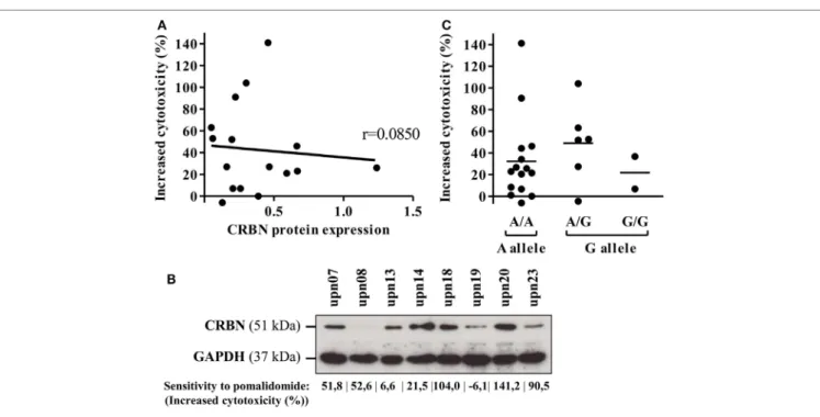 FigUre 6 | Cereblon (CRBN) mRNA, protein levels, and polymorphism do not correlate in acute myeloid leukemia (AML) samples with different sensitivity   to pomalidomide