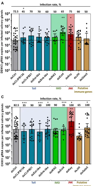 Fig 2. Kayak depletion but not Toll or IMD component depletion increases salivary glands infection by DENV2, ZIKV and CHIKV, and midgut infection by ZIKV