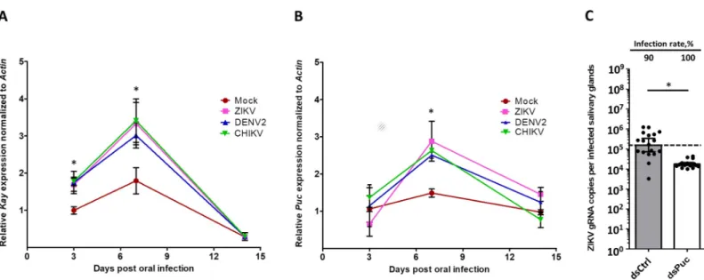 Fig 3. Kayak and Puckered expressions are induced by DENV2, ZIKV and CHIKV infection, and Puckered depletion restricts ZIKV infection in salivary glands.