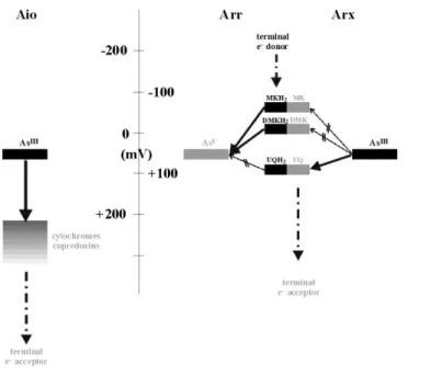 Figure 2: Schematic representation of the various redox couples playing a role in the bioenergetic  conversion  of  arsenic  compounds  by  the  Aio,  Arr  and  Arx  enzymes