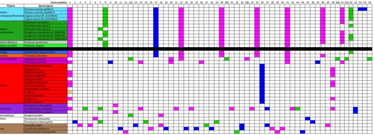 Figure 2 Intron positions compared across the sampled GH13_1 genes. The intron positions found in the studied parts of the sequences were numbered from 1 to 56