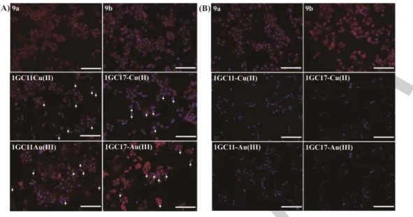 Figure 4. Fluorescence microscopic images of 4T1 cells treated with 9a,  9b, 1GC11-Cu(II),  1GC17-Cu(II), 1GC11-Au(III)) and  1GC17-Au(III) at 10 μM for 24 h  (A) and at 20 μM for 24 h (B)