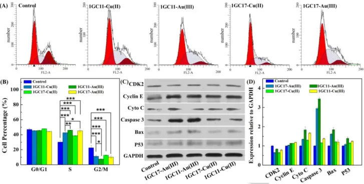 Figure  5.  (A)  Cell  cycle  analysis  of  the  4T1  cells  after  incubation  with  1GC11-Cu(II),  1GC17-Cu(II),  1GC11-Au(III))  and  1GC17-Au(III)  at  the  dendrons  concentration  of  10  μM  for  2 h;  (B)  The  percentages  of  the  cellular  distr