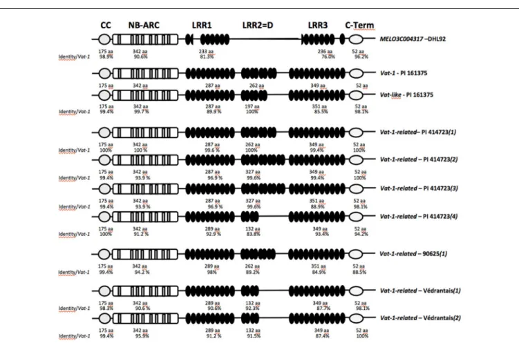 FIGURE 2 | Schematic diagrams of predicted Vat protein domains encoded by the Vat-1 gene and polymorphisms detected in related sequences.