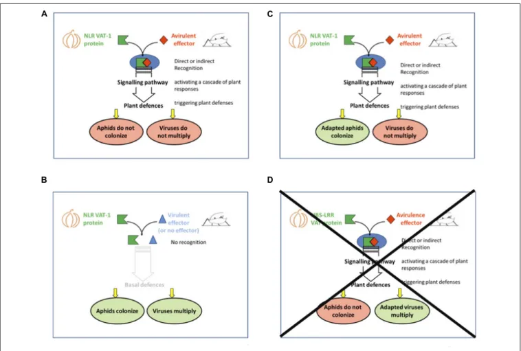 FIGURE 3 | Models of A. gossypii/Vat-melon plant interaction based on interaction (direct or not) between the VAT protein and the avirulence effector (Boissot et al., 2016)