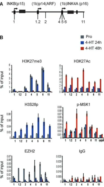 FIGURE 3:  MSK1-dependent H3S28 phosphorylation affects  PRC2-EZH2 chromatin displacement from the INK4 locus