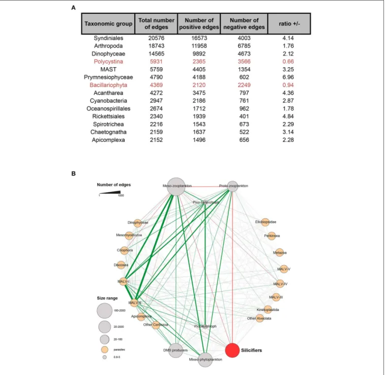 FIGURE 5 | Silicifiers in the Tara Oceans global ocean co-occurrence network. (A) Proportion of positive and negative correlations for the major taxonomic groups.