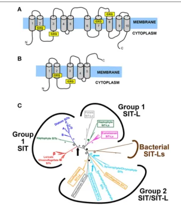 FIGURE 6 | The structure and evolution of SITs and SIT-Ls. (A) Structure of the SIT (Silicon Transporter) protein, demonstrating the characteristic 10 transmembrane domains (TMD) and four GXQ motifs, located at the cytoplasmic side of TMD 2 and 3, and at t