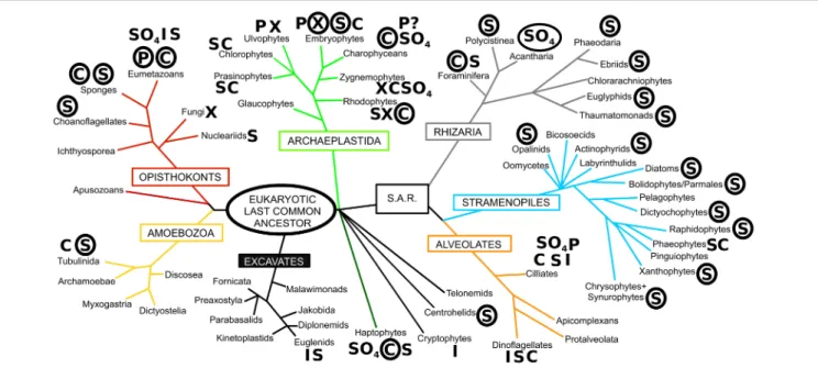 FIGURE 1 | The diversity of biomineralization across the eukaryotes. The phylogeny is based on that of Adl et al