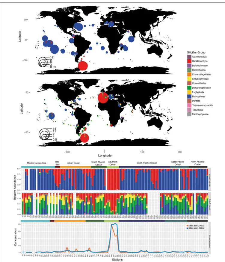 FIGURE 3 | Distribution of silicifiers in the sunlit ocean based on metabarcoding abundance data from the Tara Oceans expedition