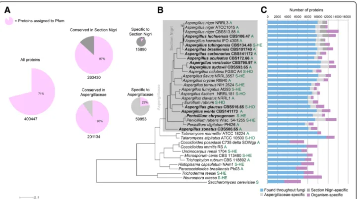 Fig. 1 Genome overview of Aspergillus and comparative species. a Core genes, based on MCL clustering of protein sequences, and cluster membership in section Nigri and the Aspergillaceae