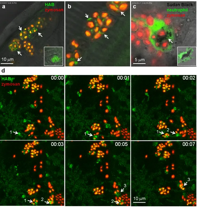 Figure 7 HAB reveals the dynamics of neutrophil granules upon phagocytosis of zymosan particles in live zebrafish