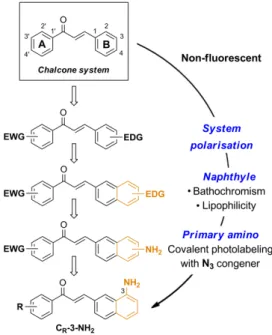Figure  1  Stepwise  design  of  a  minimal  cytopermeable  chalcone  fluorophore  (EWG,  electro-withdrawing  group;  EDG,  electro-donating group; R, any substituent)