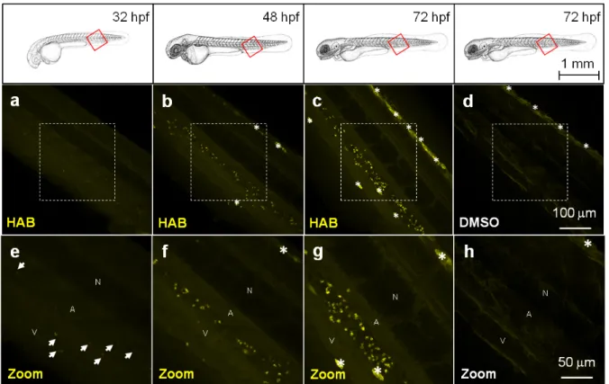 Figure 5 HAB labels specific cells in live zebrafish from 32 hpf.  Confocal fluorescence imaging of HAB labeling (10 µM) in  live wild-type zebrafish embryos (32 and 48 hpf) and swimming larvae (72 hpf) following excitation at 488 nm and detection  in  the