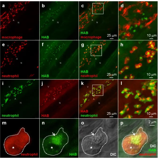 Figure 6 HAB labels zebrafish neutrophil granules. (a-l) Confocal fluorescence imaging of HAB (10 µM) in live transgenic 72  hpf zebrafish larvae following excitation at 448 nm under equilibrium conditions