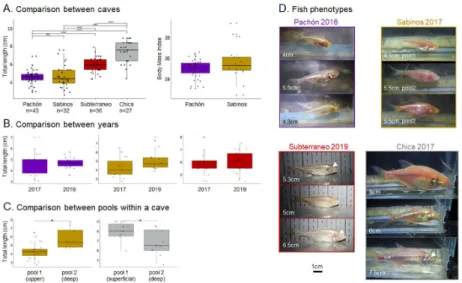 Figure 4. Cavefish sizes and phenotypes in different caves; (A) Sizes (left graph) and body mass  indexes (BMI, right graph) of the cavefish individuals tested for olfactory responses in the Pachón  (purple), Sabinos (brown), Subterráneo (red), and Chica (
