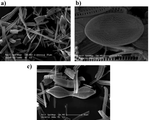Fig. 3. SEM pictures of puriﬁed samples (a) sample EWK7, (b) sample EWK12, (c) sample EWK3 showing that the diatom frustules are devoid of organic remains and were not subject to diagenesis (e.g