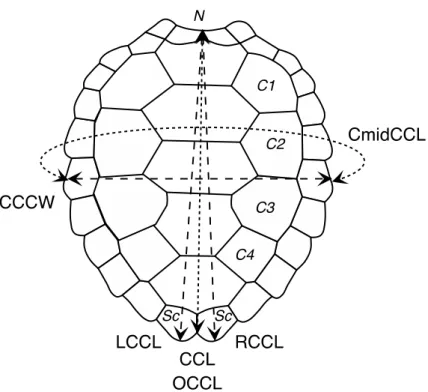 Figure  2:  Schematic  illustration  of  measurements.  Scutes:  Sc  Supracaudal,  N  Nuchal,  C  Costal