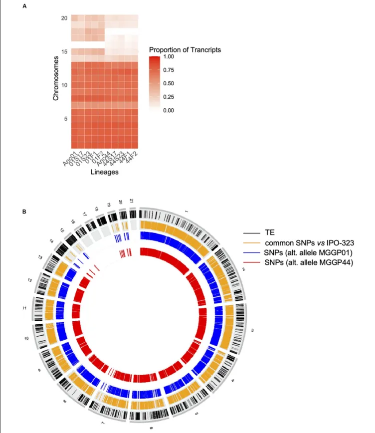 FIGURE 5 | Evidence for genetic variation among ancestors. Proportion of transcribed genes per chromosome among lineages compared to the number of annotated genes in the reference genome IPO-323 (A)