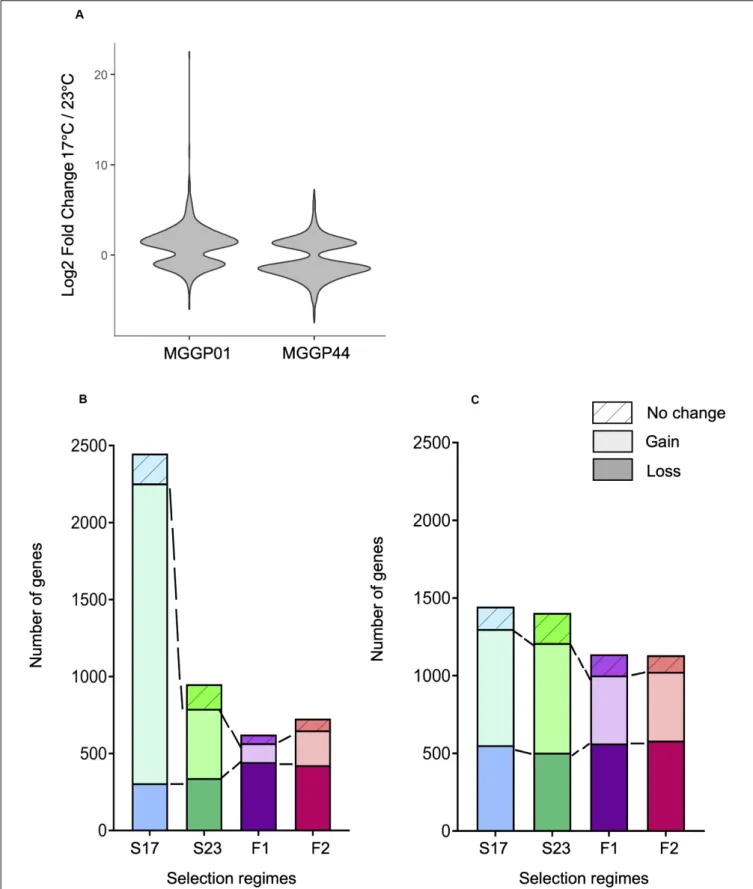 FIGURE 7 | Evolution of plasticity for each selection regime. Fold change of gene expression between the two temperature conditions for the ancestors MGGP01 and MGGP44 (A)