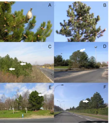Figure 2 shows different pictures of PPM nests, infested trees and several trees located along streets in the region of Orle´ans, France, as they could be observed using GSV