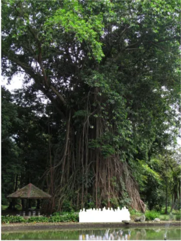Figure 4.  Image of a large F. elastica individual from Kebun Raya Bogor (Bogor Botanical Garden).