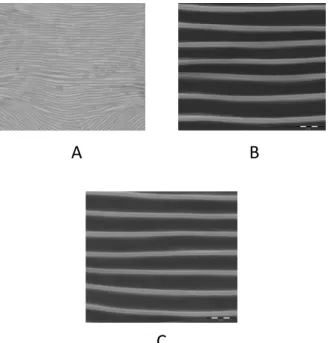 Figure 16: Mean number of dorsal strial lobes/30 micrometer on GF females of T. urticae  reared at different temperature and humidity regimes (after Mollet &amp; Sevacherian, 1984)