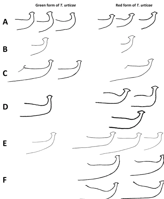 Figure 21: Variations found in the aedeagi of the GF (left) and of the RF (right) of T