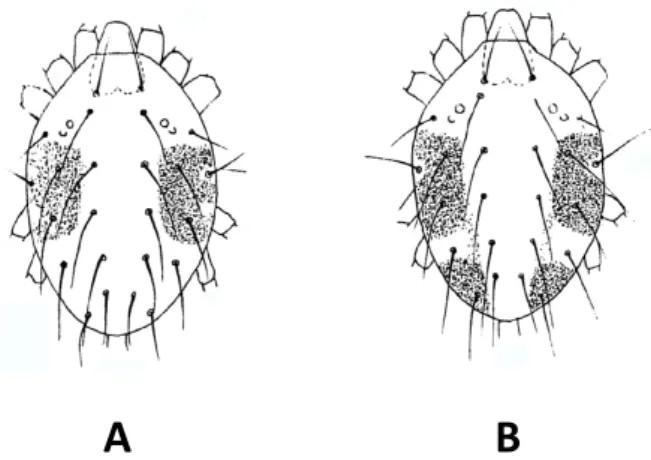 Figure  3: A-Drawing of a GF female of T. urticae  with one pair of trifid feeding spots;  B-  Drawing of a RF female of T