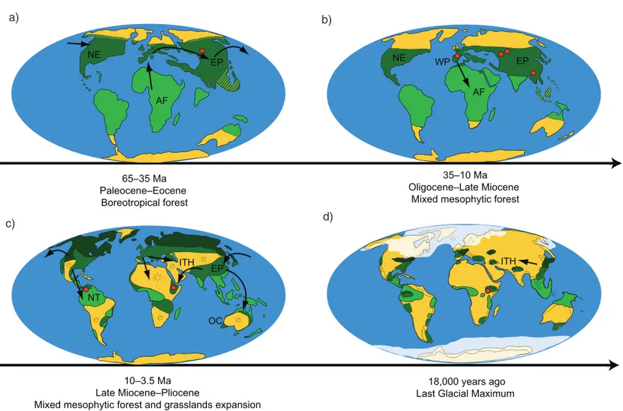 Fig. 6b). Our bioclimatic model for the Late Eocene period (Fig. 2b) shows a geographic area with suitable climatic conditions for Hypericum that is to a large extent coincident with the distribution of the mixed-mesophytic forest (Fig