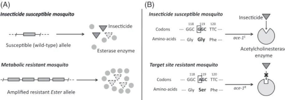 Figure 1 Insecticide resistance in Cx. pipiens. (A) Metabolic resistance. It consists in the overproduction of a large amount of detoxifying carboxyles- carboxyles-terases (Raymond et al