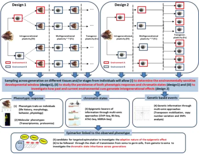 Figure 1: Experimental design for gold standard studies on intergenerational effects  