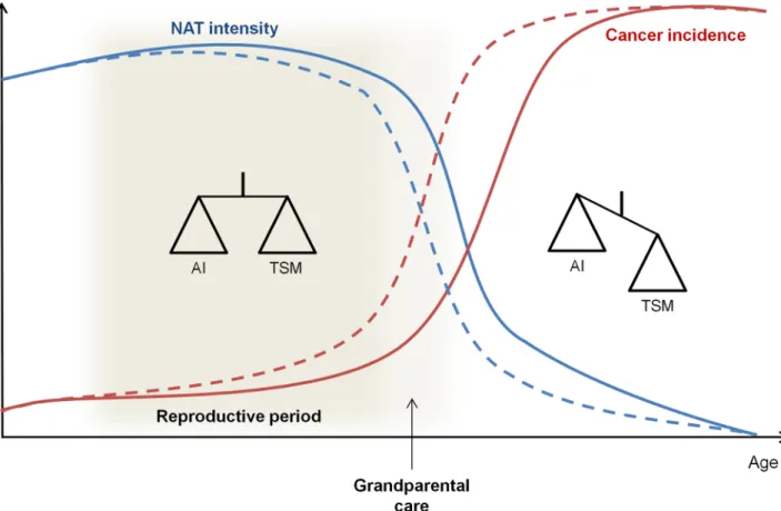 Fig 2. Evolution of the trade-off between TSMs and the risk of AI with age and reproductive status