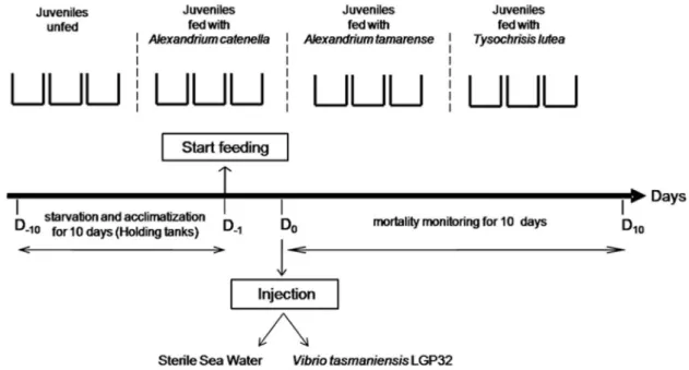 Figure 5. Laboratory experimental design.