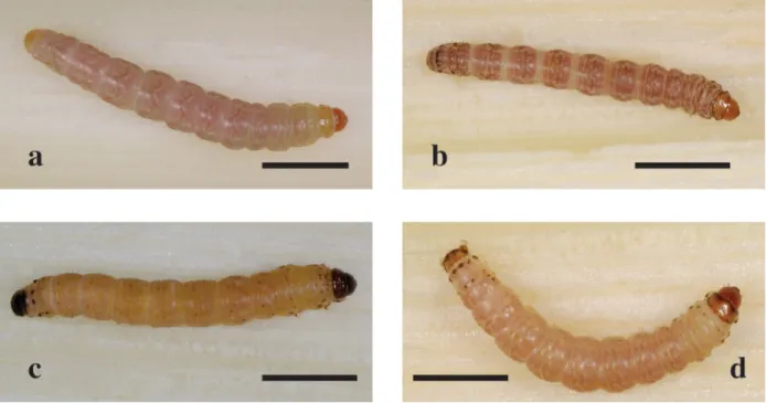 FIGURE 4.  Last instar larvae of Conicofrontia species. Scale bar = 10 mm. 