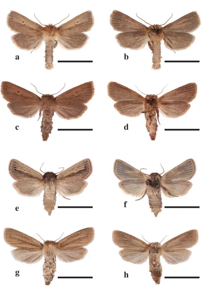 FIGURE 2. Adults of Conicofrontia species (C. lilomwa and C. sesamoides). Scale bar = 10 mm.