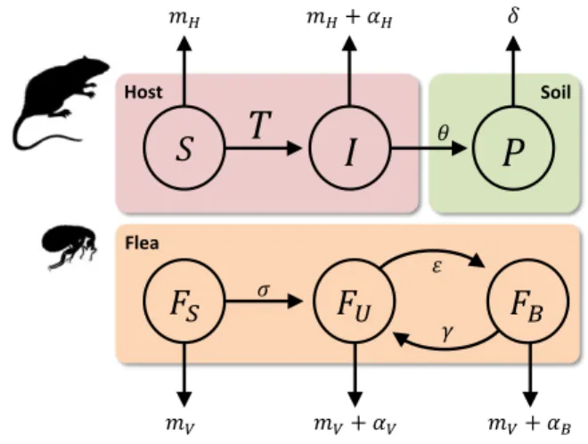 Figure 1. Our epidemiological model accounts for multiple routes of plague transmission