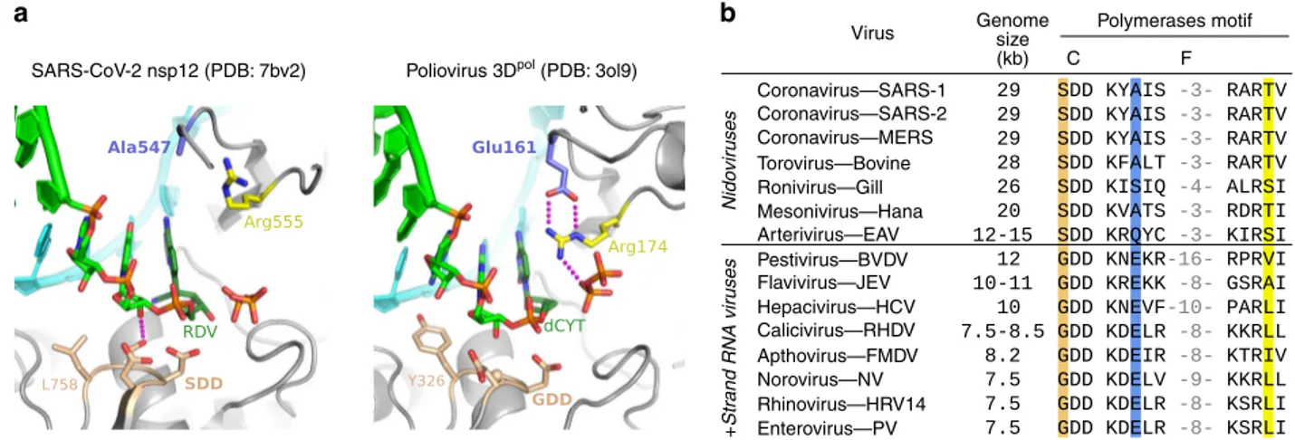 Fig. 6 Comparison of viral polymerase active site structures and sequences. a Analogous post-catalysis, pre-translocation structures of CoV nsp12 and poliovirus 3D pol after incorporation of remdesivir (RDV) and deoxycytosine (dCYT), respectively