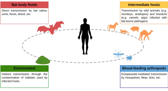 Fig 1. Possible transmission routes of bat-borne pathogens to humans.